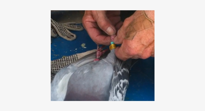 United States Of America, transparent png download