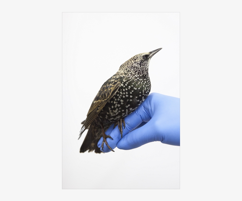 Exposition Birds Do Not Cry - Vogels Huilen Niet: Klein Vogelleed In De Grote Stad, transparent png download