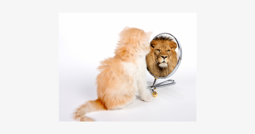 Perception Transformation: How To Transform The Reality, transparent png download