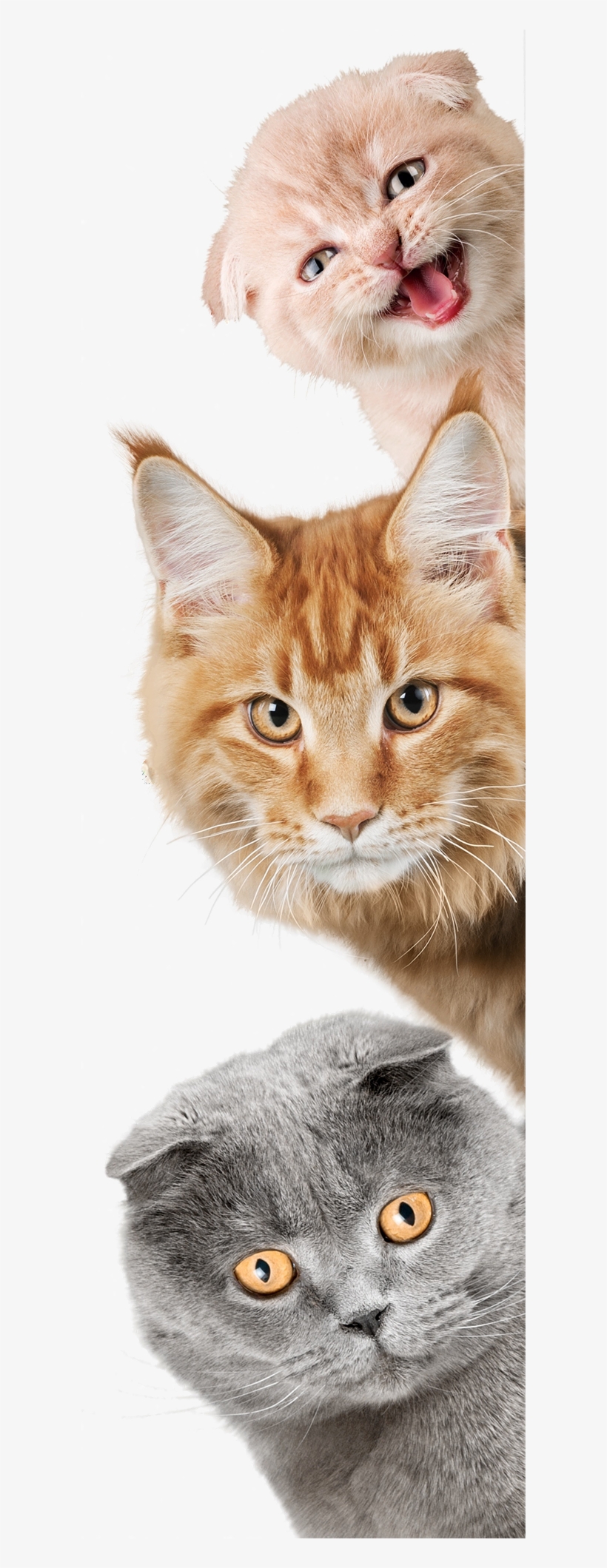Cats On Sides Sm - Cat And Dog, transparent png download