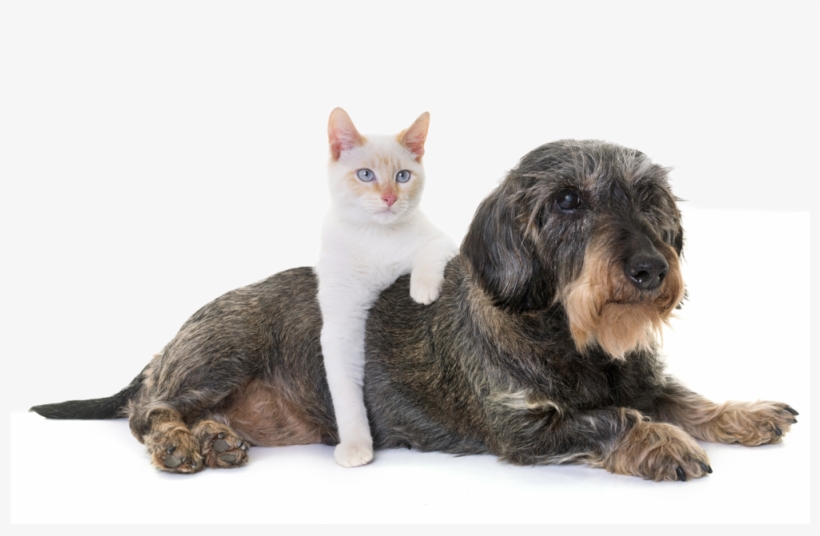 What Is Osteoarthritis - Domestic Short-haired Cat, transparent png download