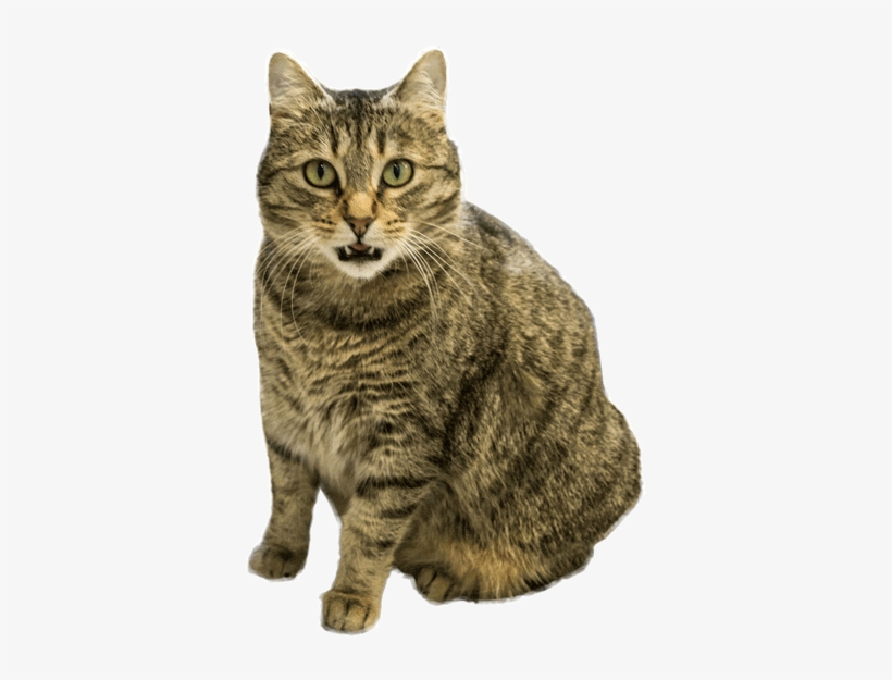 Feline Immunodeficiency Virus Is One Of The Two Most - Class F Cable, transparent png download