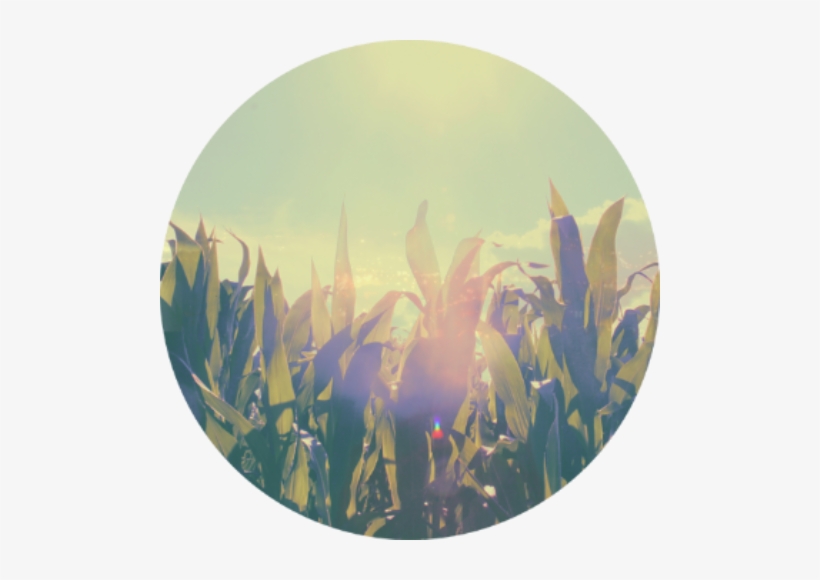 Run Around A Cornfield - Good Background, transparent png download