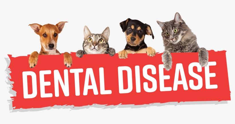 What Is Dental Disease - Mony Is My Best Friend, transparent png download