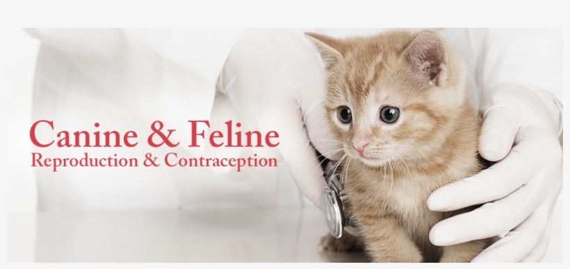 Laboratory Glassware - " - Pet Healthcare, transparent png download