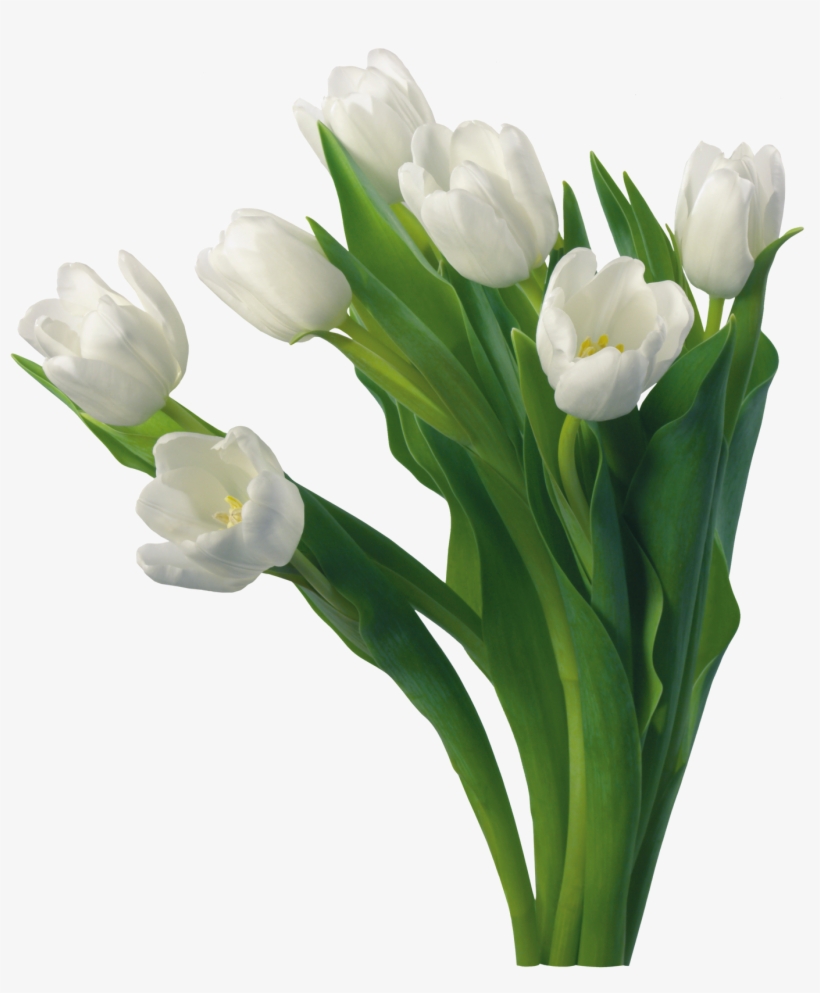 Publicado Por Marcos Gratis Para Tus Fotos, Png En - Good Morning White Flowers, transparent png download