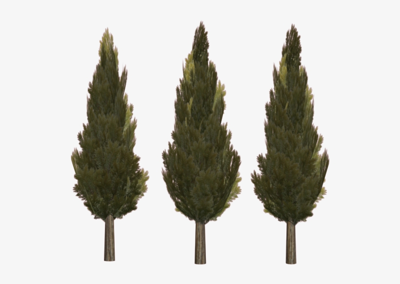 Cupressus Sempervirens, The Mediterranean Cypress Is - Cupressus Sempervirens Pyramidalis Png, transparent png download