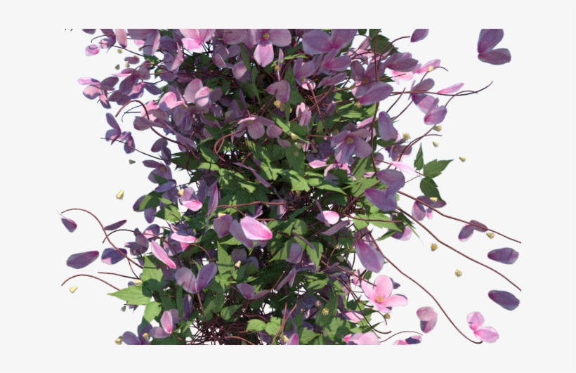Clematis Montana 553 Kb - Anemone Clematis, transparent png download