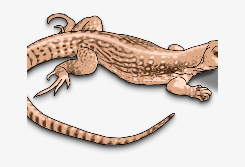 Free On Dumielauxepices Net Small - Lizard Clip Arts, transparent png download