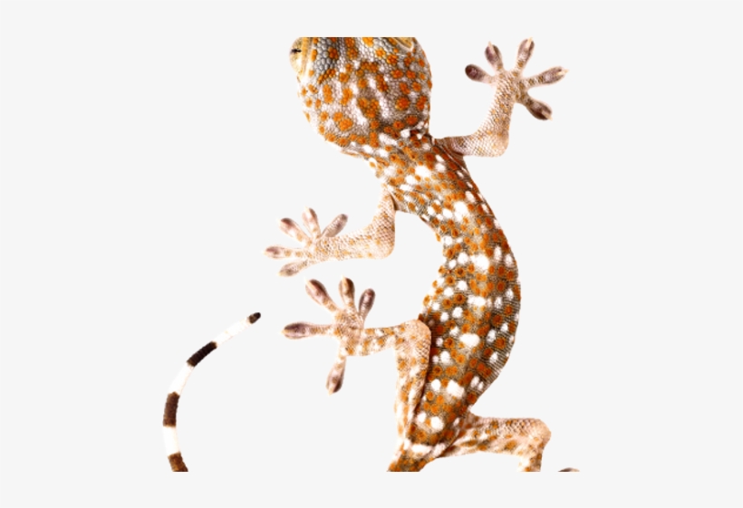 Gecko, transparent png download