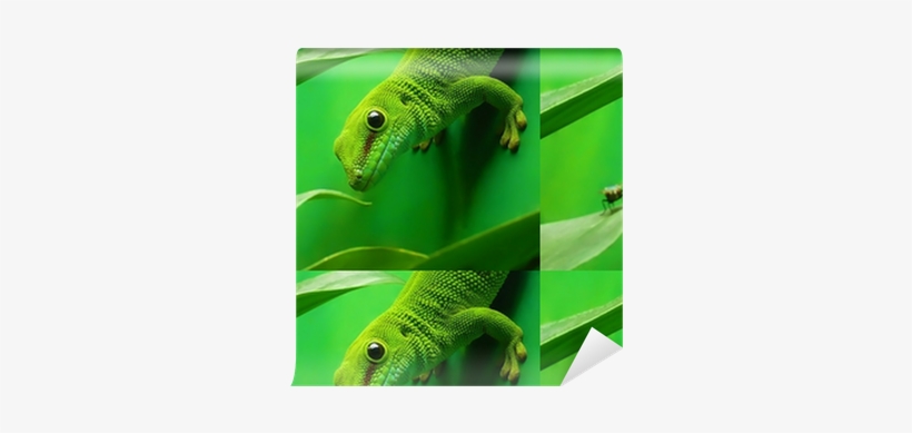 Fly Fs517 Cirrus 11 Champagne, transparent png download