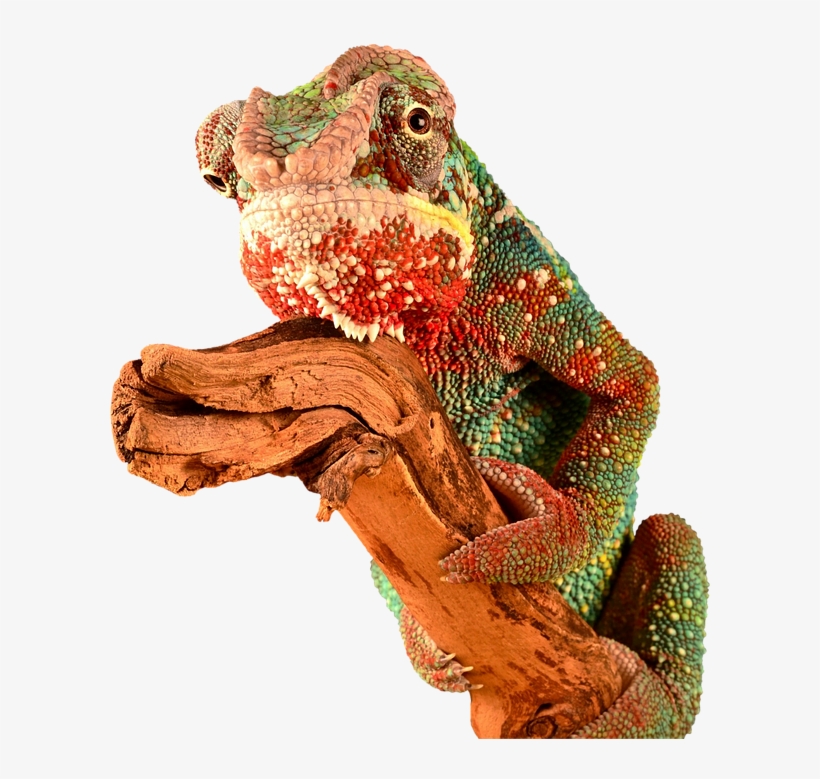 Reptile, Chameleon, Lizard, Colorful, Camouflage, Red - Lagarto Colorido Png, transparent png download