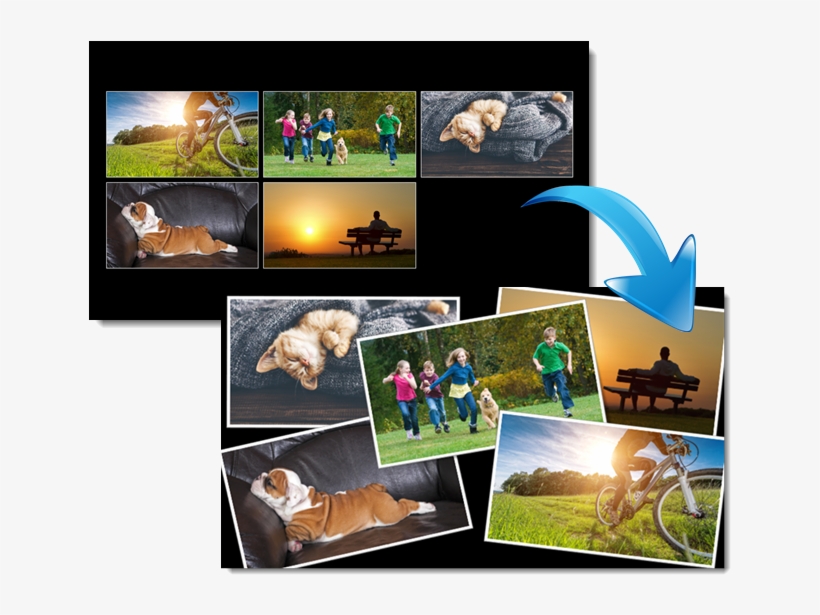 Section Zoom - La Storia Di Due Gatti Particolari - Margoni Gloria, transparent png download