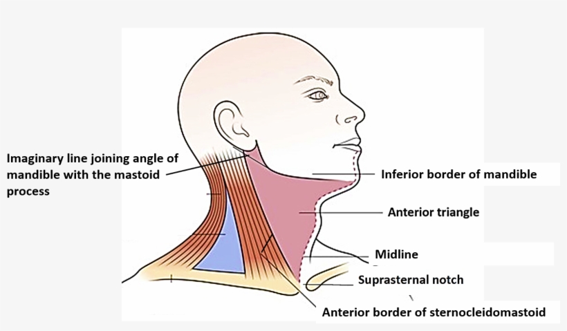 Anterior Triangle Of Neck - Upper Anterior Triangle Of Neck, transparent png download
