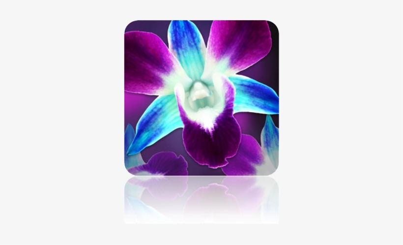 Separator-new - Lamdagen Corporation, transparent png download