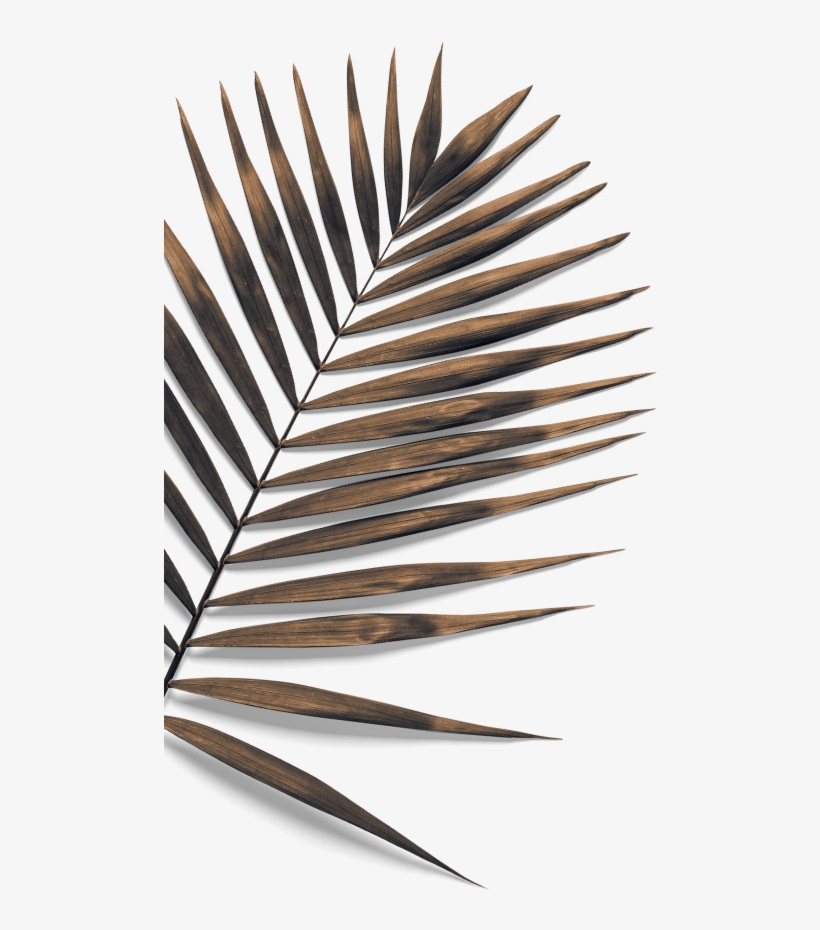 Embark On A Journey Of Imagination And Discover An - Document, transparent png download