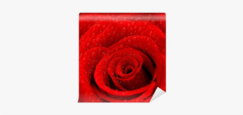 Des Rosen-hintergrundes Karte, transparent png download