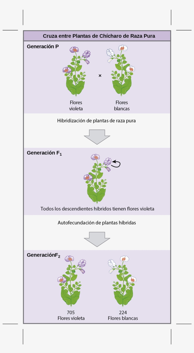 Este Diagrama Muestra La Cruza Entre Plantas Puras - Flower, transparent png download