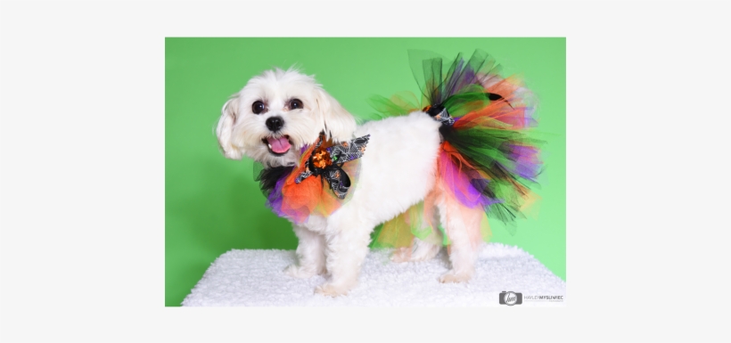 Halloween Spider Tutu - Halloween, transparent png download