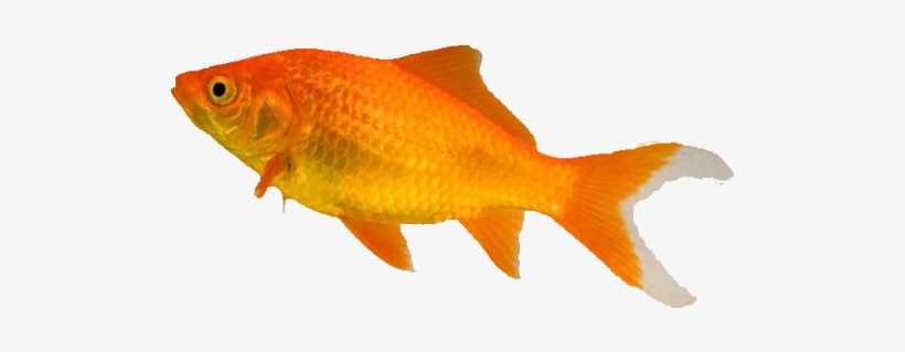The Pet Shop Worthing - Types Of Goldfish, transparent png download