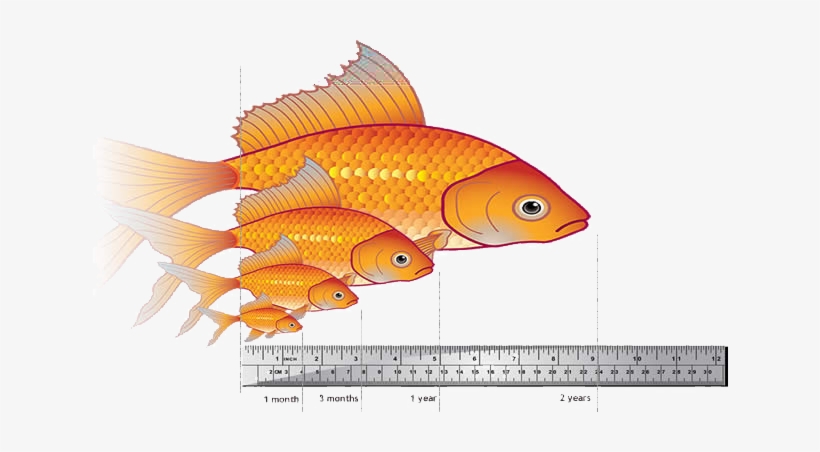 Midnight Snack (long-sleeve) - Big Do Goldfish Get, transparent png download