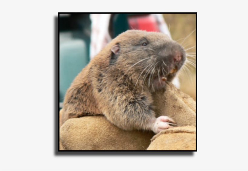Martin County Gopher Removal - Mazama Pocket Gopher, transparent png download