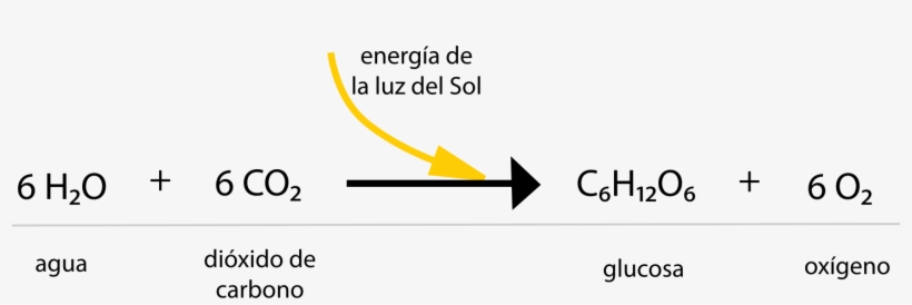 Efecto De La Luz En La Fotosintesis - Fotosintesis Reactivos Y Productos, transparent png download