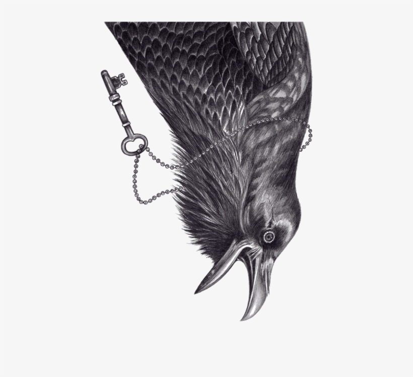Andrea Hrnjak, From Collaboration With Kultprit - Common Raven, transparent png download