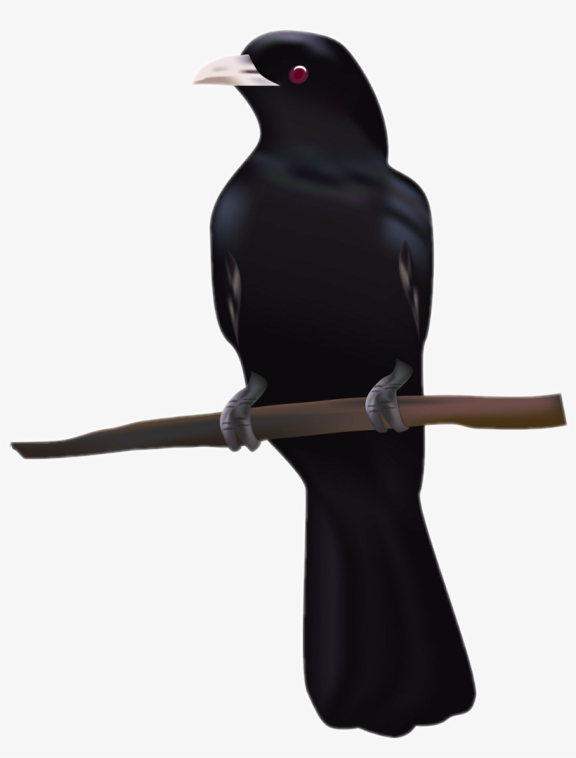 Raven Sticker - Cuckoo Png Transparent PNG - 1024x1298 - Free Download ...