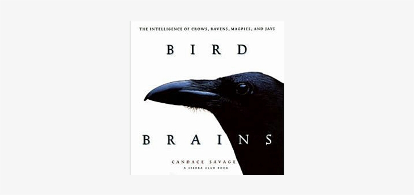 Bird Brains “ - Bird Brains The Intelligence Of Crows Ravens Magpies, transparent png download
