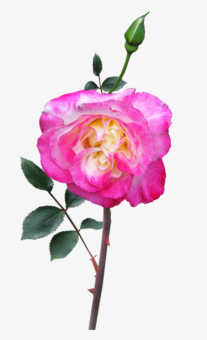 Rose Stem Flower - Stock.xchng, transparent png download
