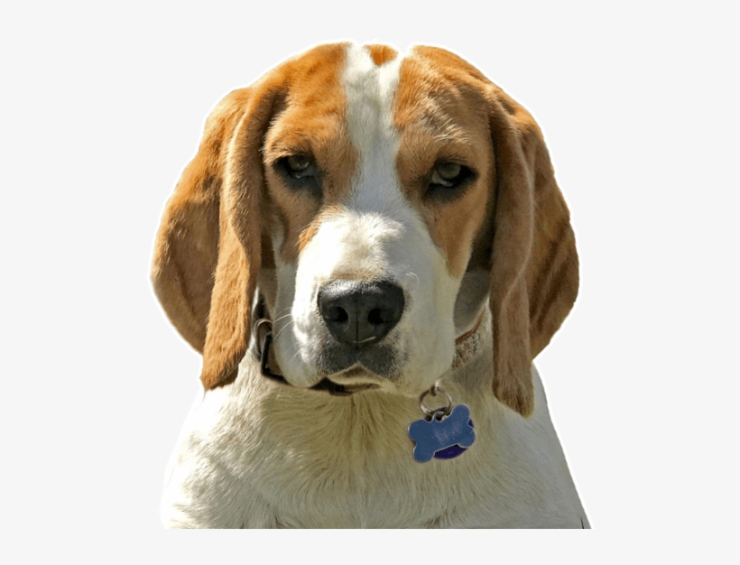 Search - Beagle-harrier, transparent png download