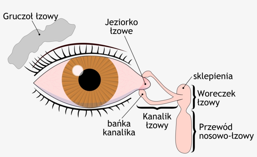 Open - Kanaliki Lzowe, transparent png download
