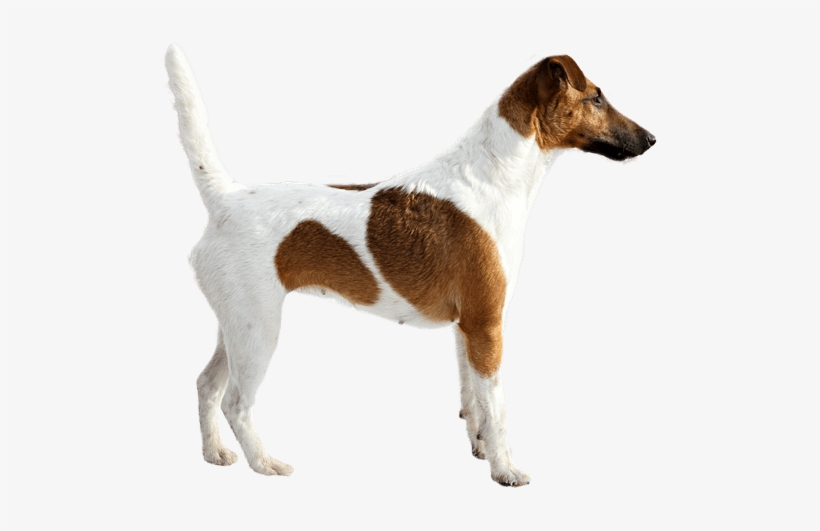 Appearance Of Smooth Fox Terrier - Smooth Fox Terrier Tricks Training Smooth Fox Terrier, transparent png download