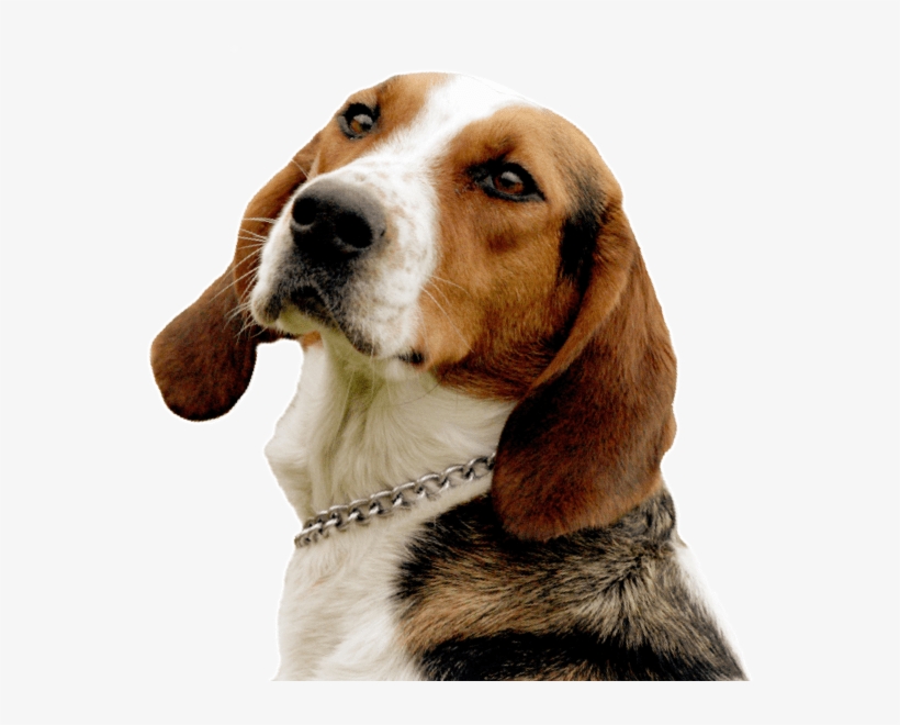 Search - English Foxhound, transparent png download