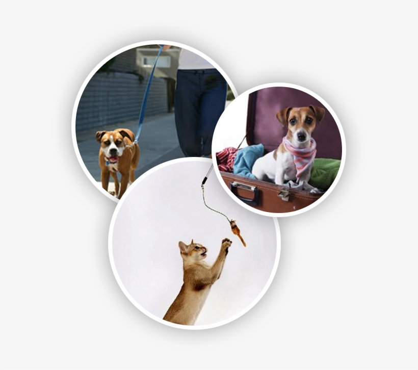 Services Img - Walking A Dog, transparent png download