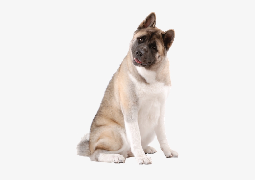 Why Choose An Akita To Be The Star Of Your Ecard - American Akita Png, transparent png download