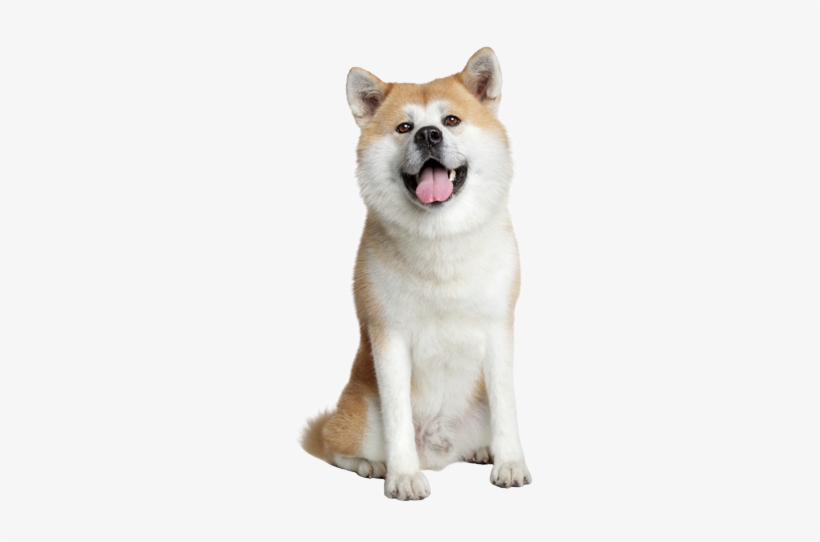 Akita Editado - Japanese Akita No Background, transparent png download