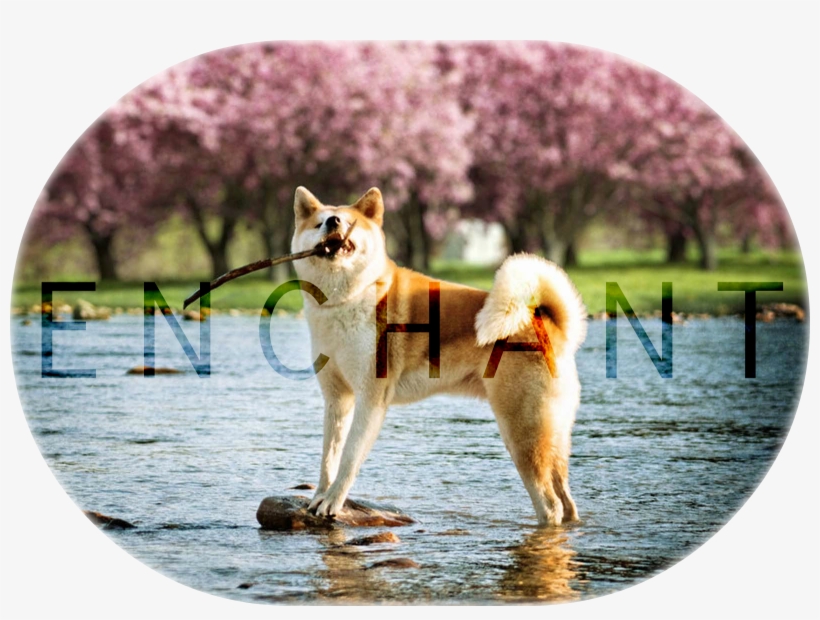 Lovely Akita Inul Cherry Blossoms Wallpaper - Shiba Inu, transparent png download