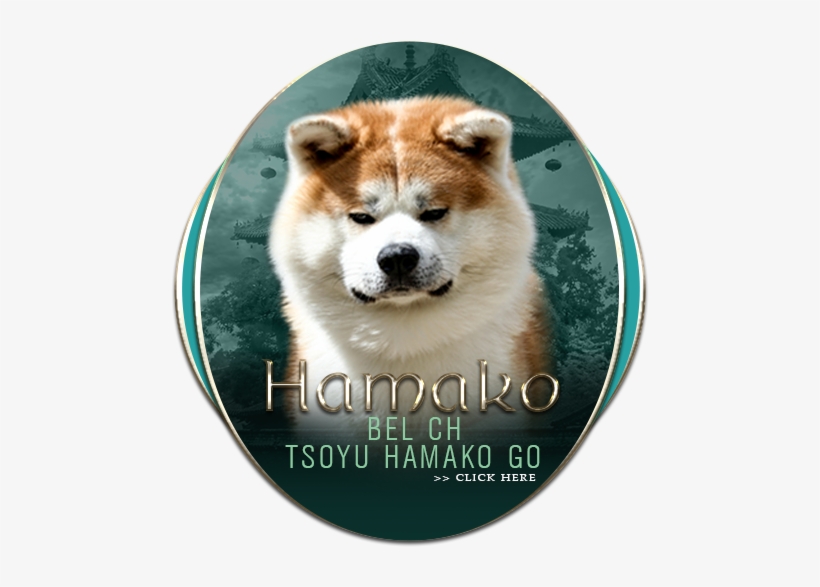 Bel Ch Tsoyu Hamako Go - Dog, transparent png download