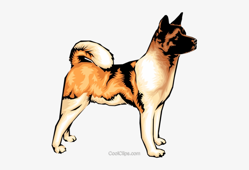 Akita Dog Royalty Free Vector Clip Art Illustration - Symptom Of Dog Bite, transparent png download