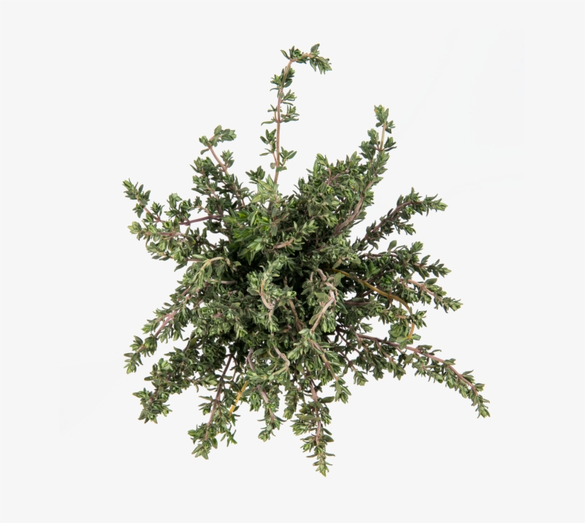 Thyme - Pond Pine, transparent png download
