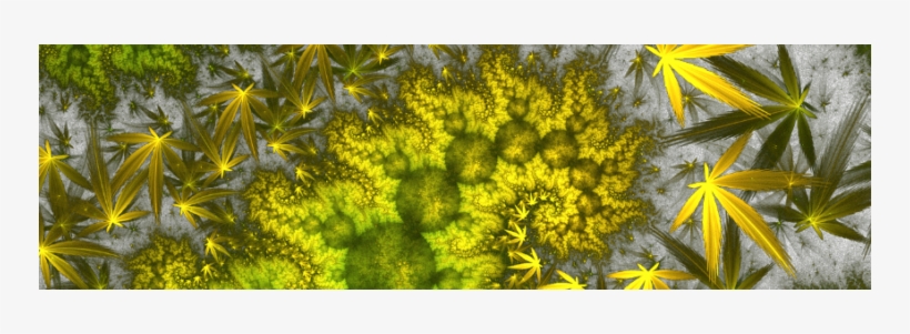 Why Your Leaves Are Turning Yellow - Hemp, transparent png download