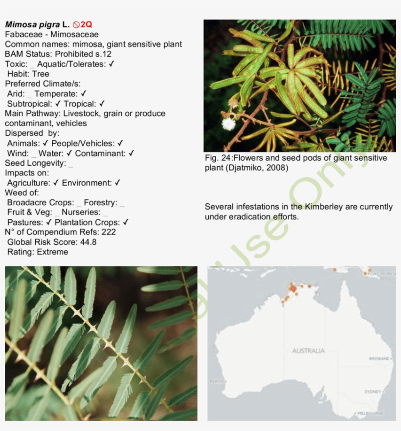 Leaves And Spines Of Giant Sensitive Plant - Mimosa Diplotricha, transparent png download