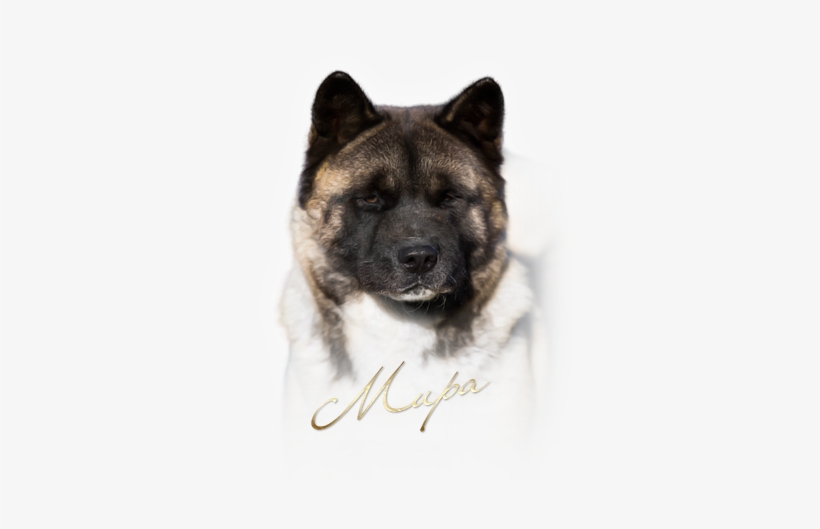 Tomo No Kimi Dragomira - Greenland Dog, transparent png download