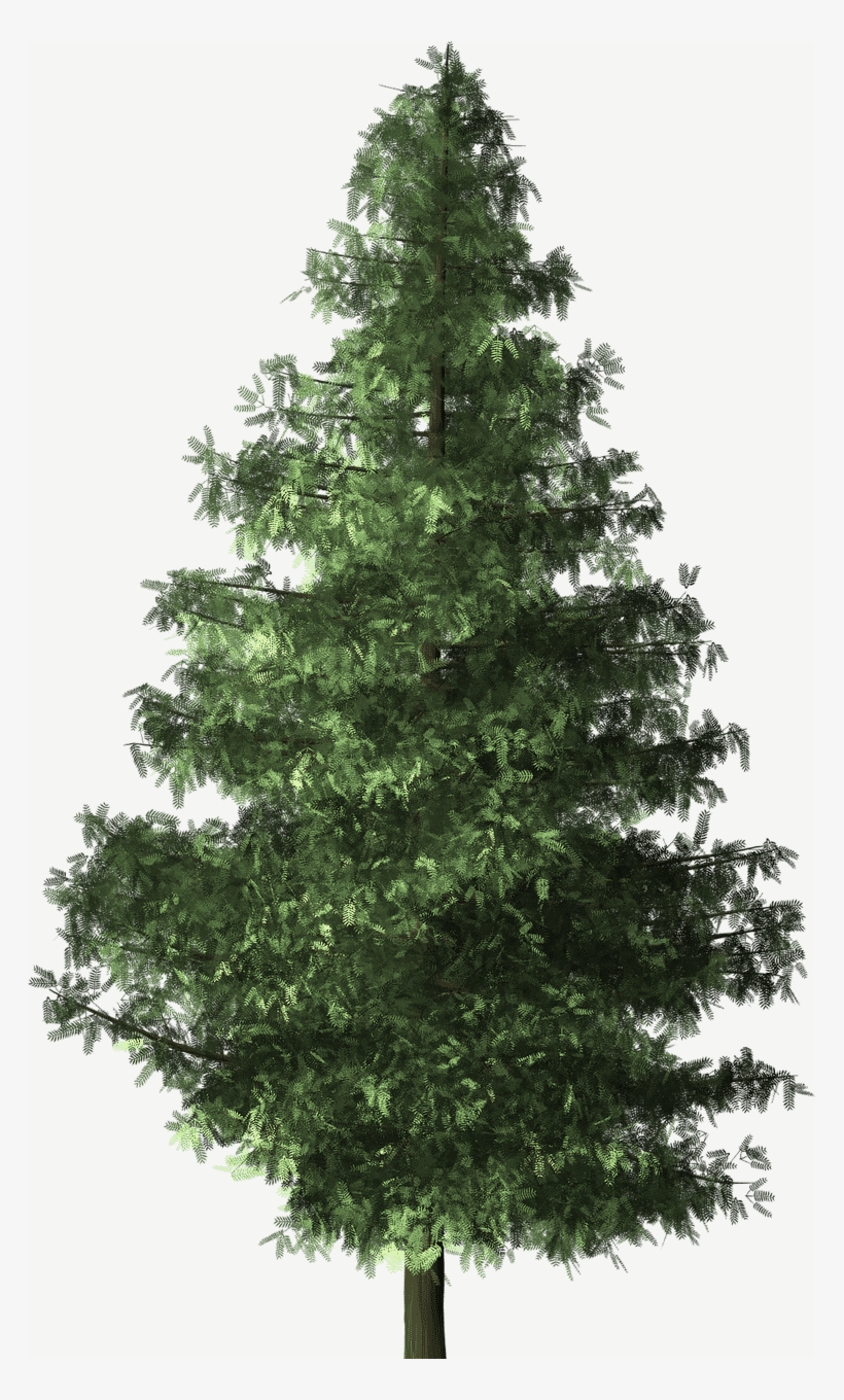 Should Christians Have A Christmas Tree - Tree Brush Png, transparent png download