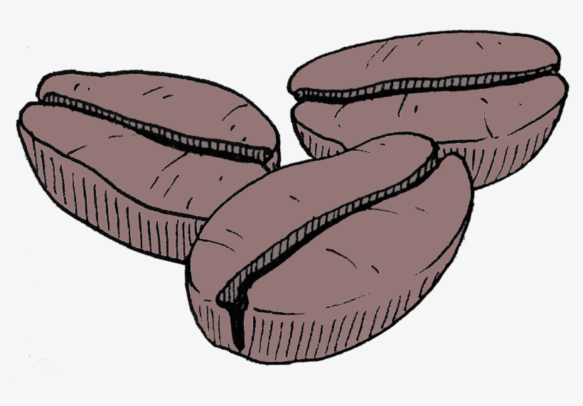 Coffee Beans - Coffee, transparent png download