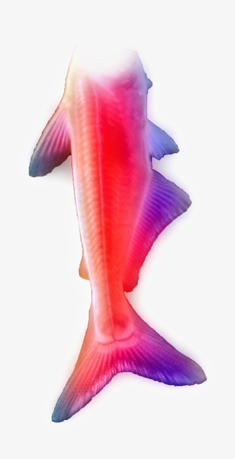 Fish Tail1 By Lavandalu On Deviantart Clip Transparent - Marine Biology, transparent png download