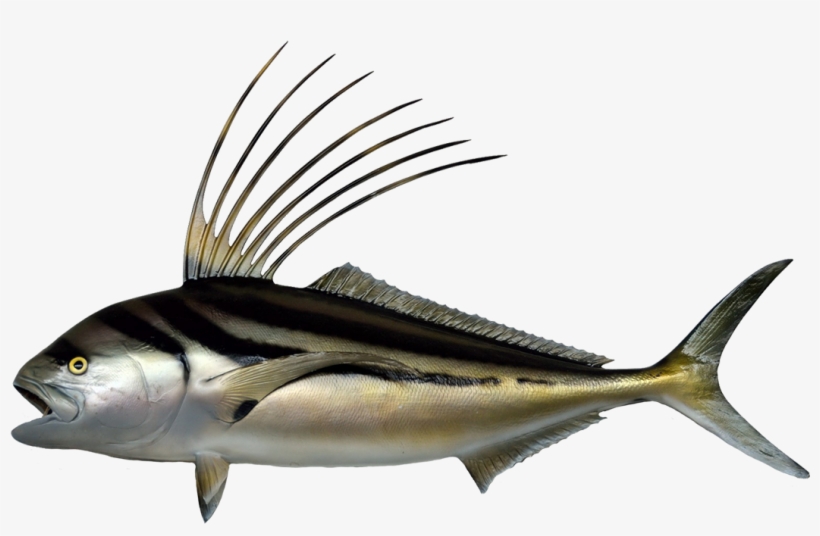 Striped Darter - Roosterfish Png, transparent png download