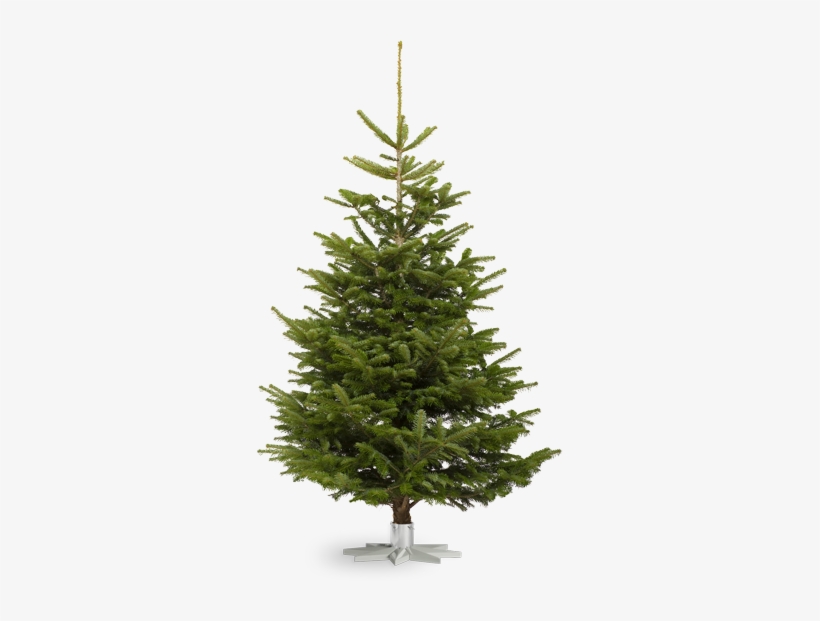 Nordmann Fir - Nordmann Fir Vector, transparent png download
